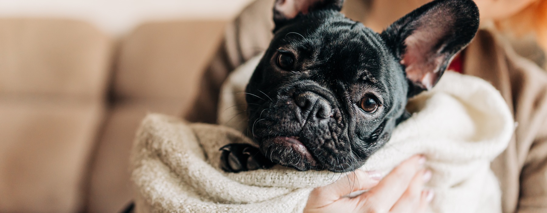 Pet Friendly New Apartment Community - The Helm